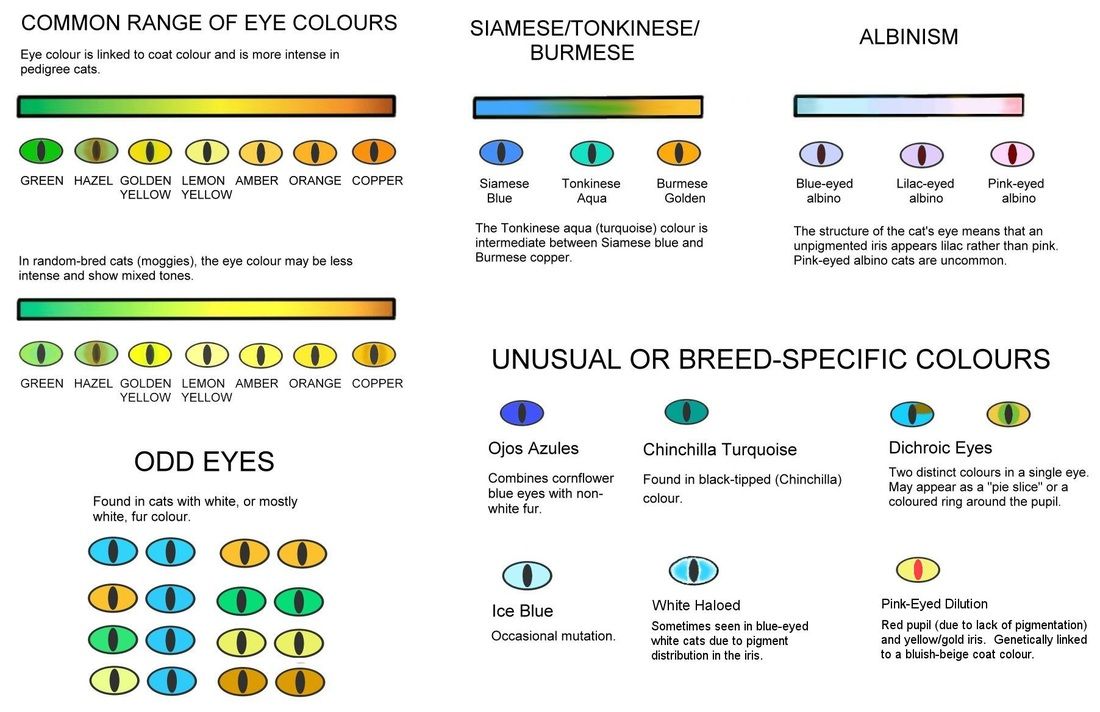 中华田园橘白猫脾气好吗,中华田园白猫配什么猫