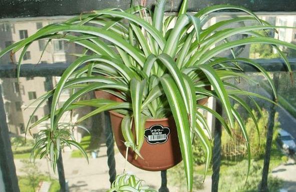 怎么养吊兰能长得好？做到这5点，盆栽观赏价值贼高