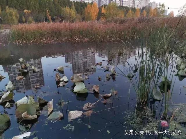 课文初冬的早晨,初冬的早晨问候