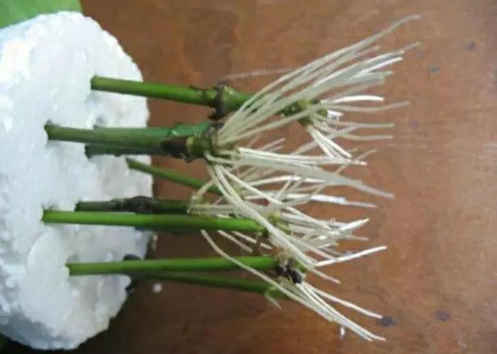 无花果枝条泡在水里可以生根吗,树枝泡在生根水里能生根吗