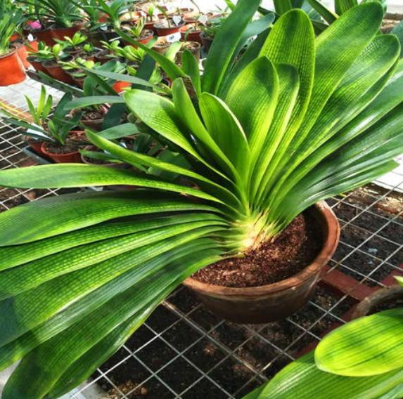 君子兰盆栽怎么处理,怎么防止君子兰烂根