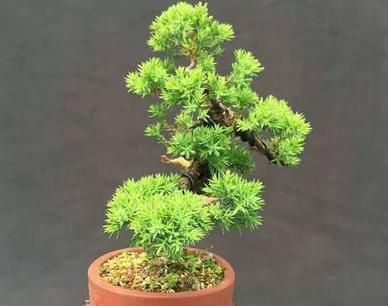 花友真幸运，捡到一棵“奇特”树桩，人称“珍珠地柏”，价值高