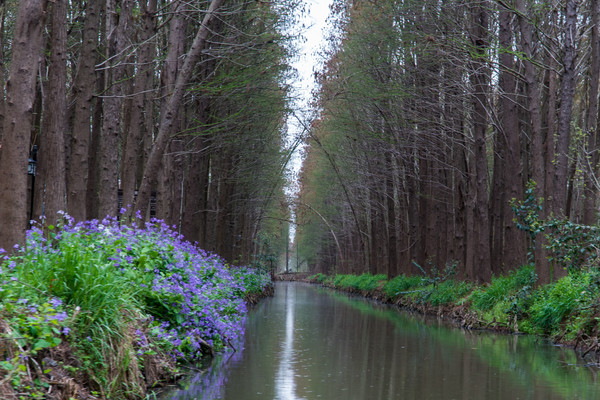 踏春赏花拍美景,踏春赏花逛湖