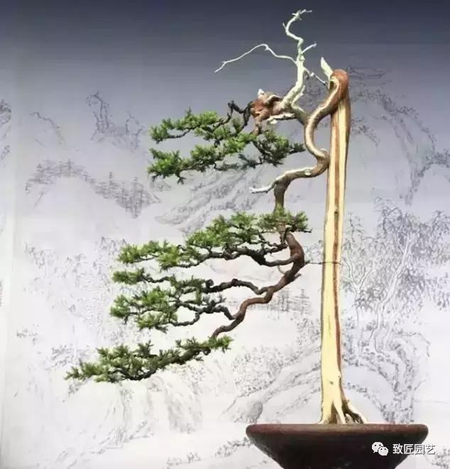 泰山松文人盆景,山松盆景100幅欣赏