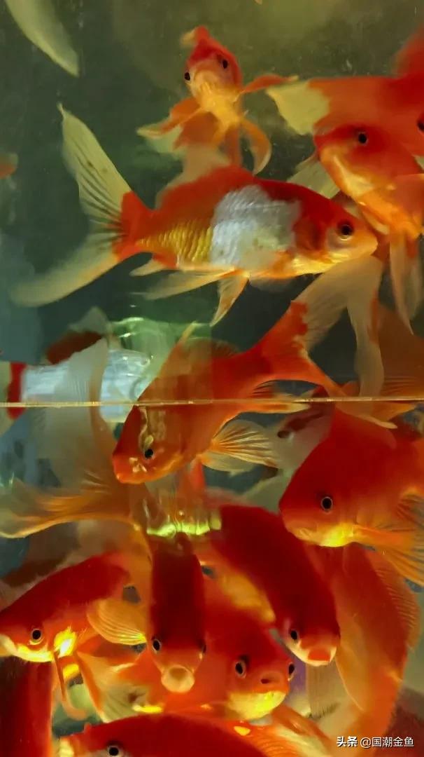除夕“集五福”！五种福气满满的金鱼，祝您年年有余