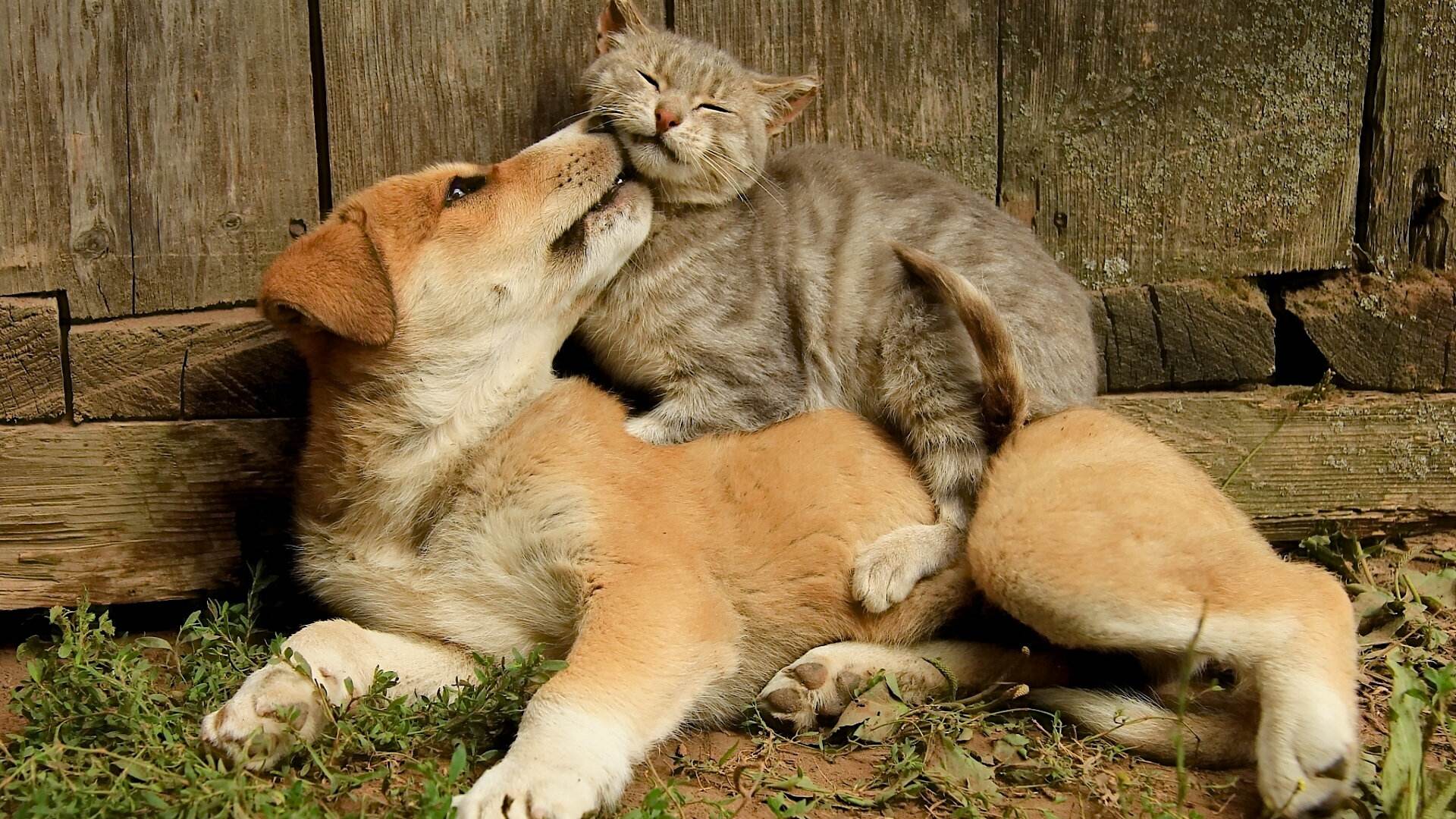 猫咪起名的三点技巧，主人正确取名更有利于爱猫与自己的情感交流