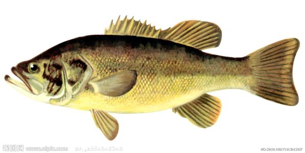 缺钙有哪些症状怎样补钙,缺钙的症状有哪些如何补钙好