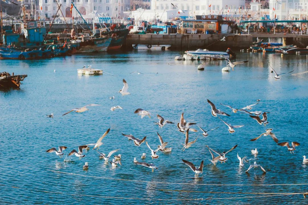 突然就想去成都了,突然想去青岛了