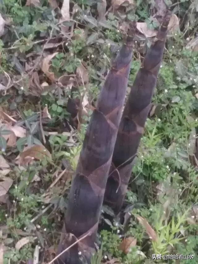 希尔寨，花的世界，花的海洋