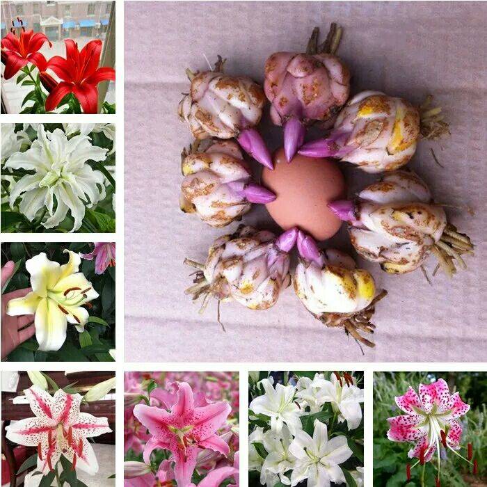 人养花花养人下句,什么花好养活又好看还可以吃的