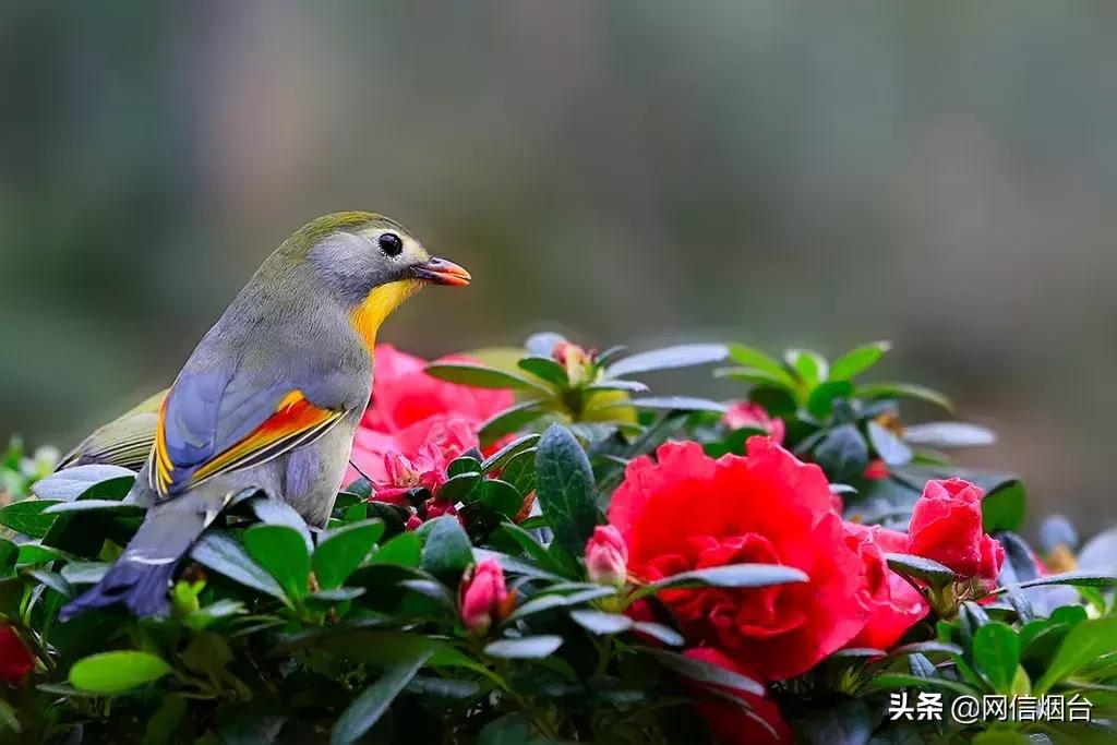 胶东地区春天的小鸟,胶东春天的雪