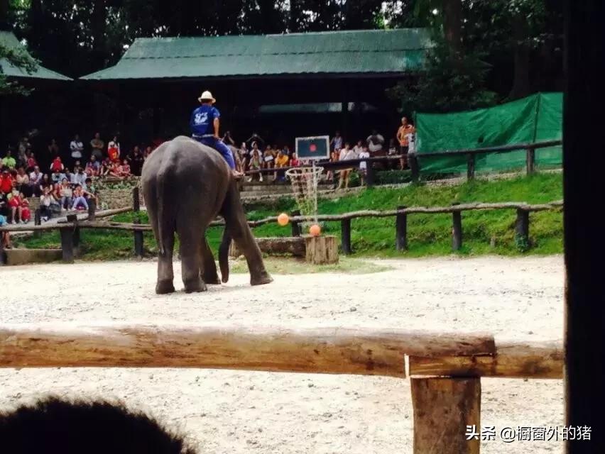 泰北玫瑰的英文,泰北玫瑰图片