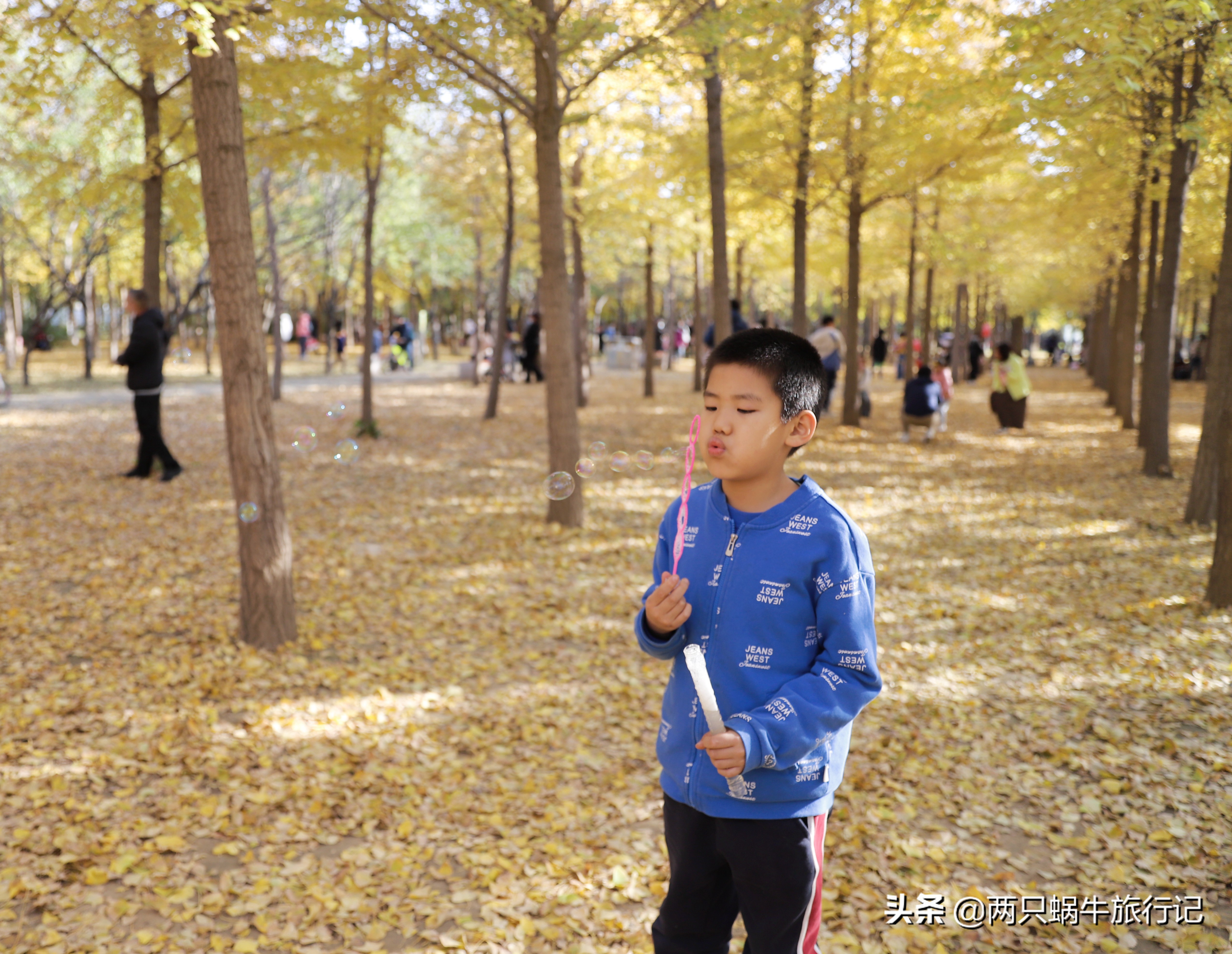 秋天落叶自然的调色盘,调色盘秋天