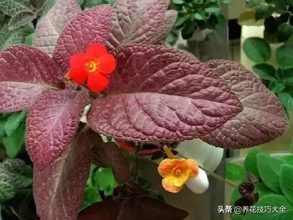 4种耐阴花好看好养活室内也能开,和绿萝长得很像耐阴的植物