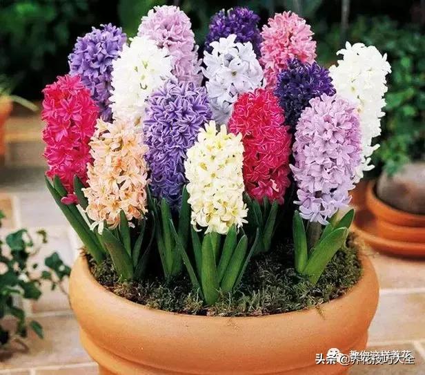 家里过期的小药片兑上水浇花,过期药扔花盆里花蔫了怎么办