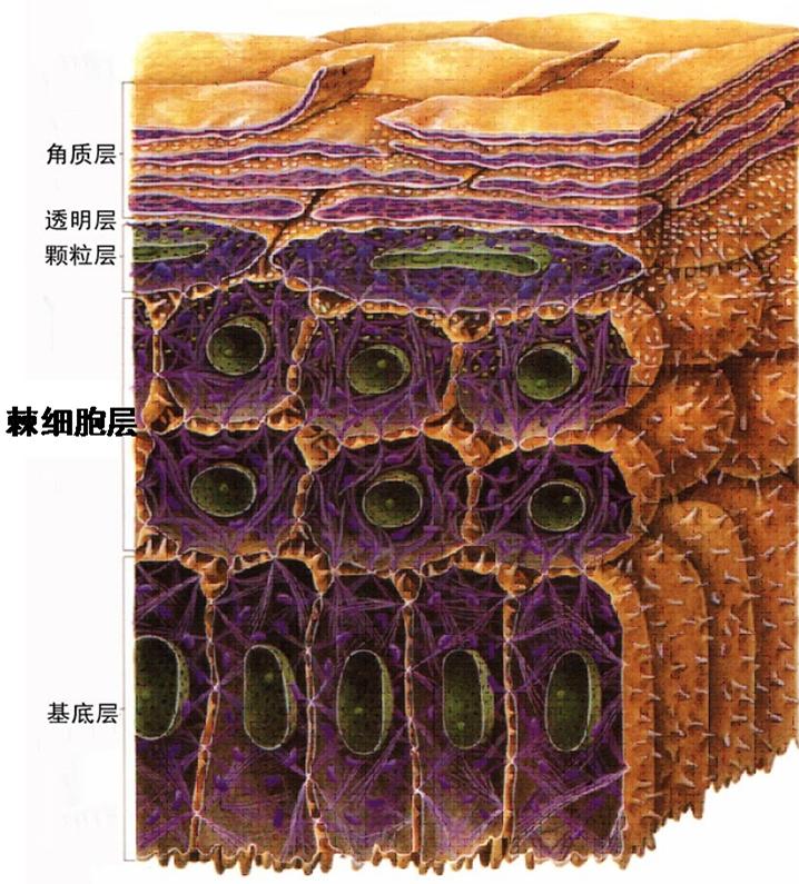 蜂胶果酸焕肤净痘精华液,全家一起用的护肤品