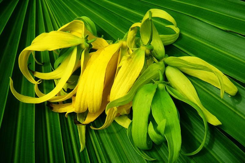 依兰精油对胸的作用,依兰精油真的有效果吗