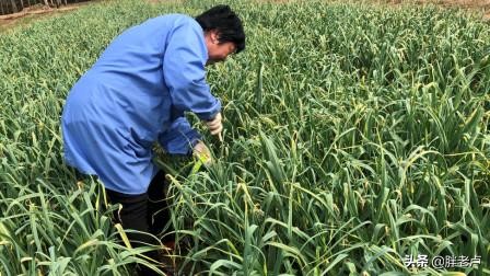 蒜薹坐了过山车，10天从5元跌到4毛，农民蹲地头直犯愁，菜贱伤农