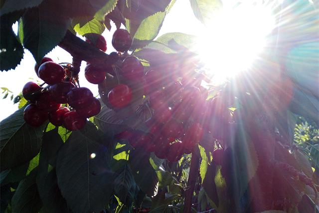 大樱桃什么时候能吃,便宜的大樱桃能吃吗