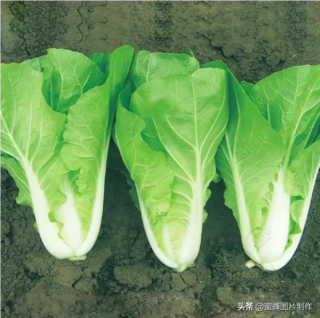 壁纸超清全屏护眼藕壁纸,护眼头像高清壁纸