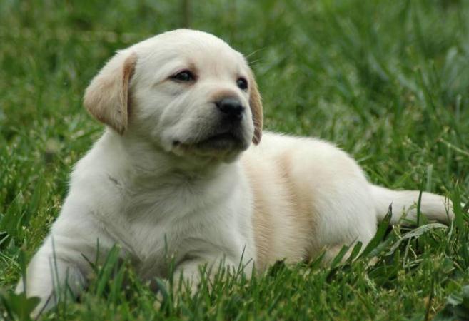 拉布拉多的性格特点和脾气,巧克力色拉布拉多的特点