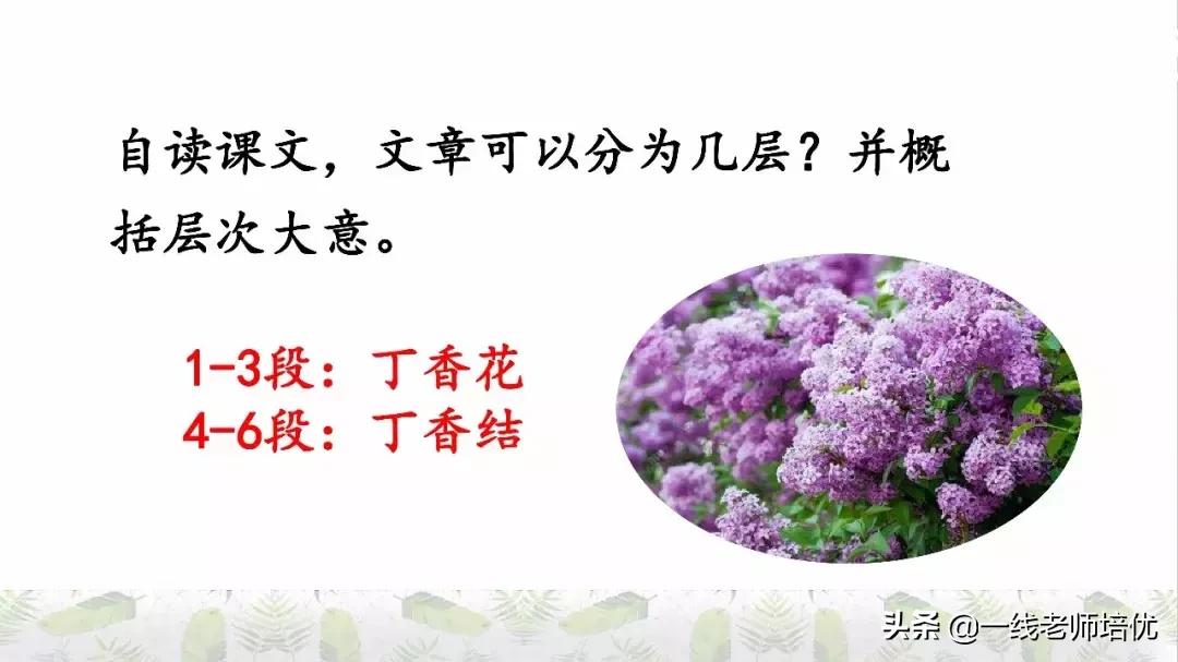 六年级上册第二课丁香结知识点,部编版六年级上册语文丁香结预习