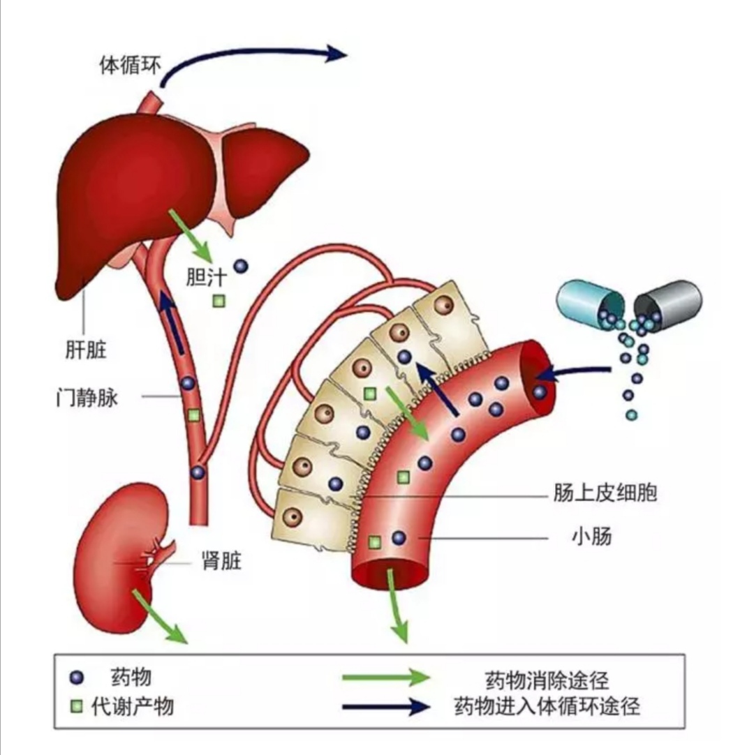 安全用药无小事,饮食用药安全常识