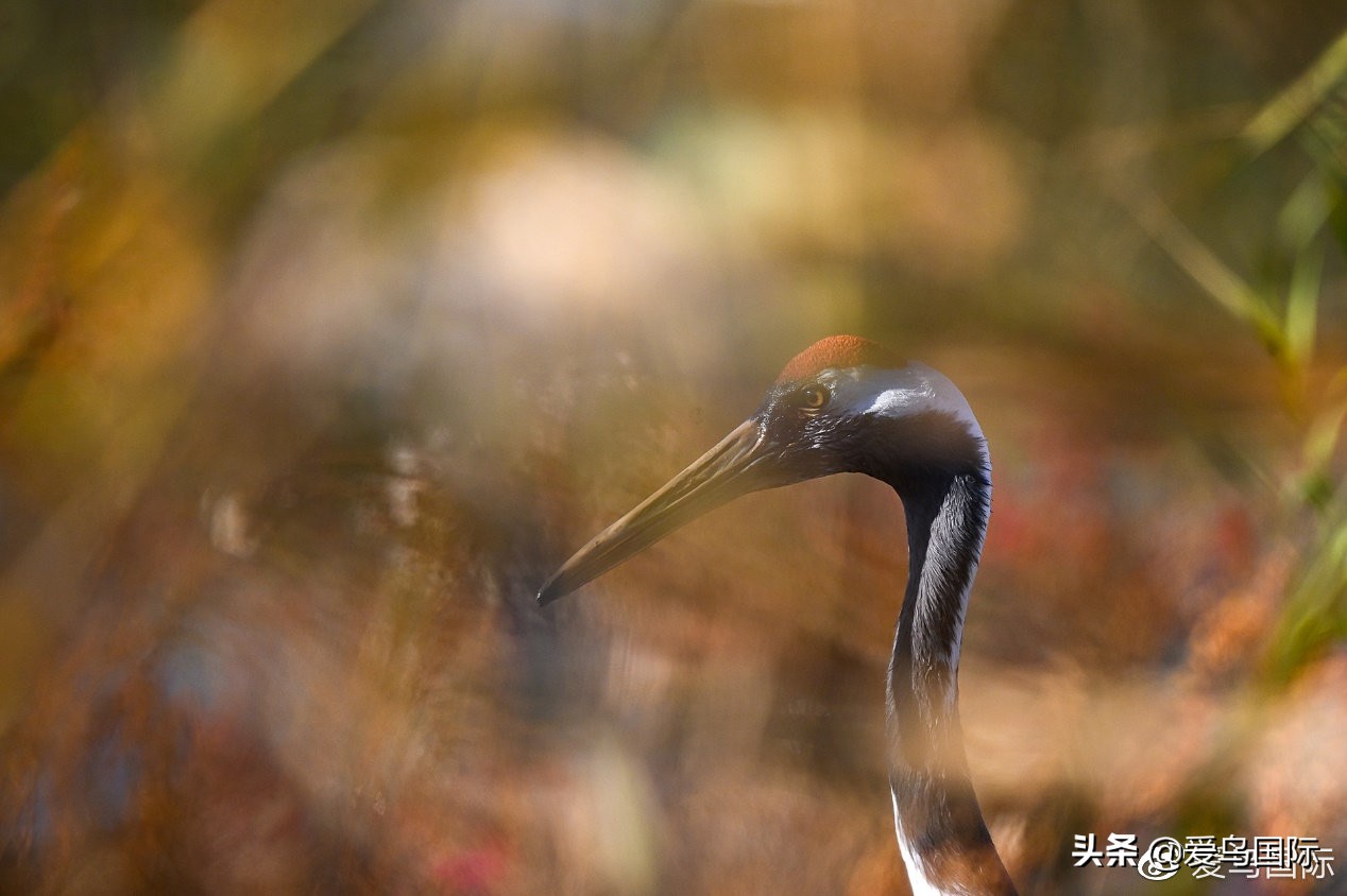 尼康z9有希望更新人像模式吗,尼康z9为什么适合打鸟
