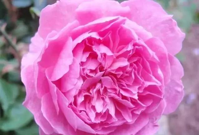 101种玫瑰品种科普你都认识吗,100种玫瑰品种科普你都认识吗