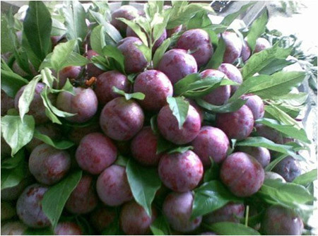 三华李树要栽多久才能结果,种植三华李第一年管理