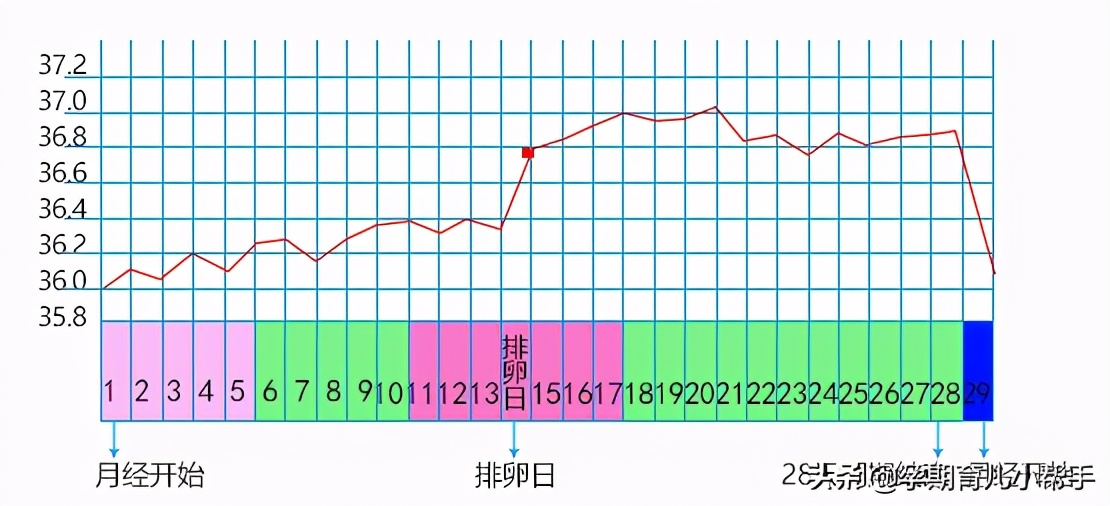备孕排卵日是怎么算的,排卵日如何确定孕周