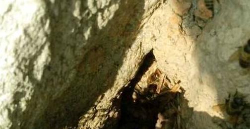 最快的找野生蜜蜂窝方法,如何寻找诱引野生蜜蜂窝