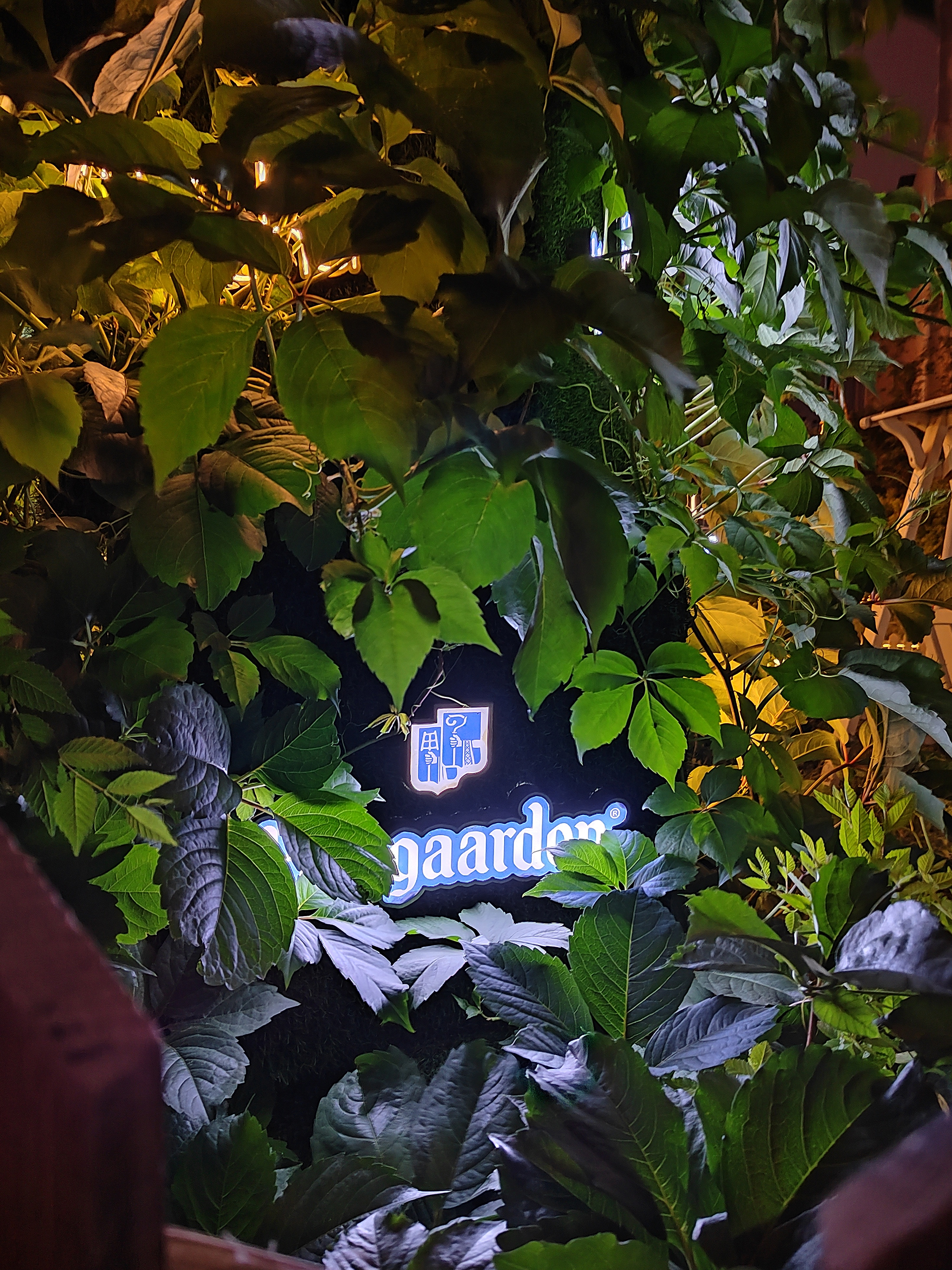 光荣50pro哪方面值得购买,光荣50pro的性能比5t活力优越