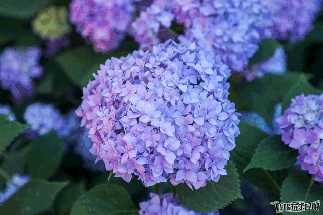 昆明绣球花推荐,昆明赏绣球花季节