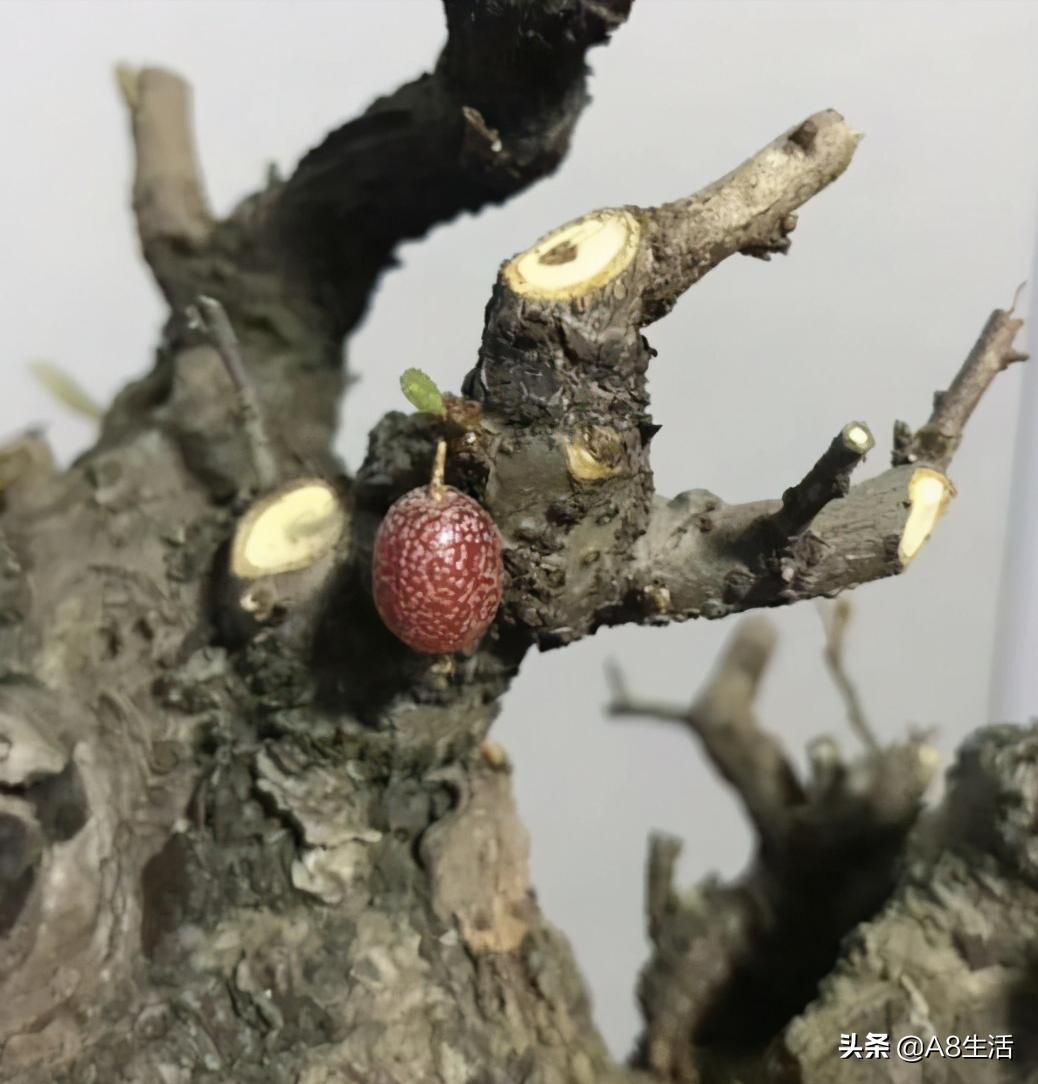 种羊奶果的前景,羊奶果种植基地在哪