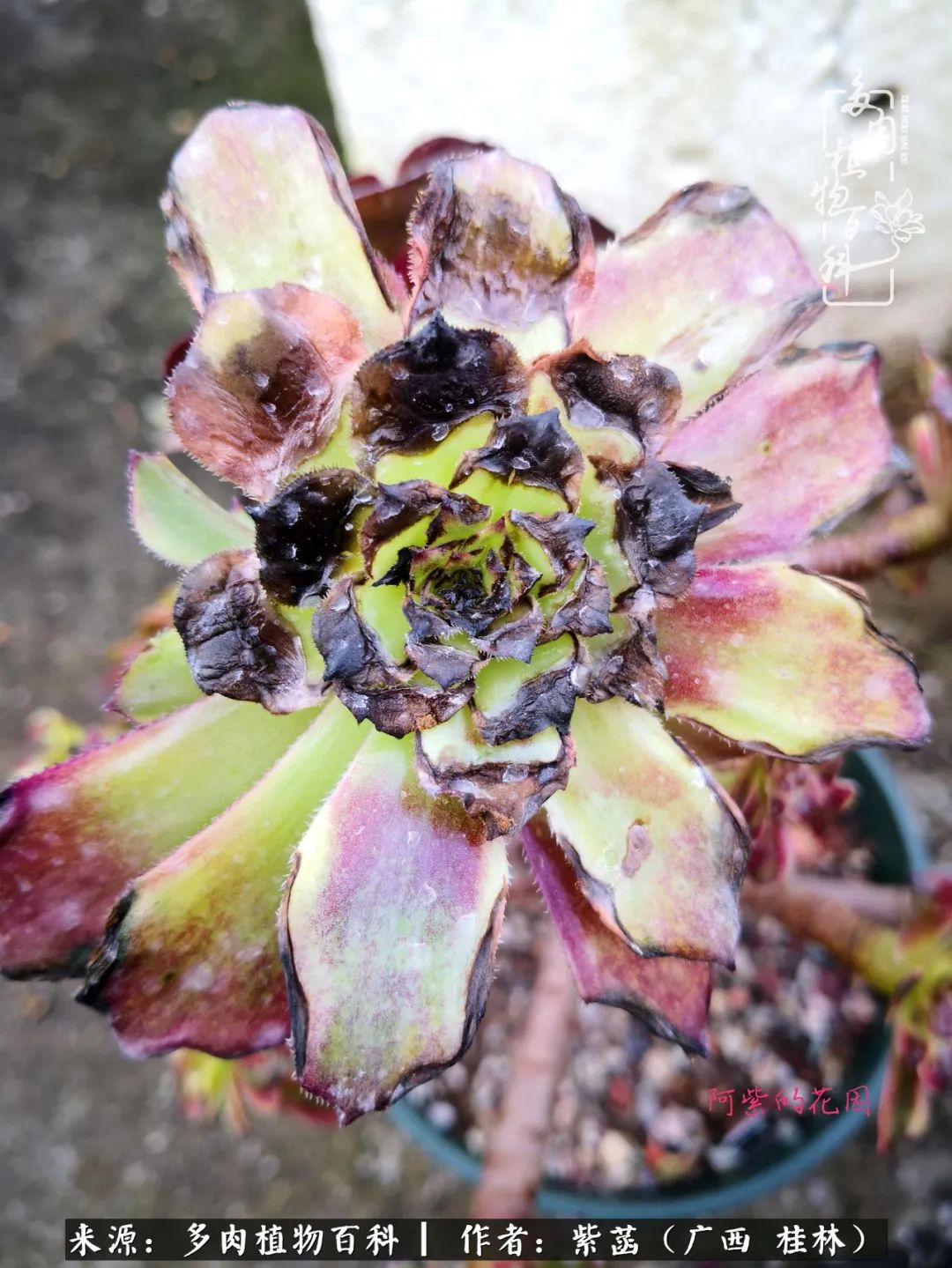 如何在夏天买的多肉度夏,多肉度夏好帮手