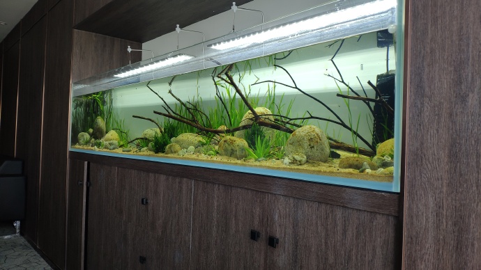 户外鱼池怎么样培养硝化菌,最适合培养硝化菌的便宜滤材