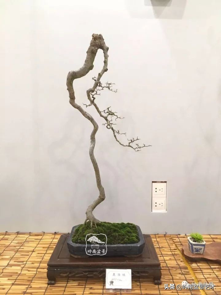 以根代杆下细上粗式盆景图片,十种适合吊着养的盆景