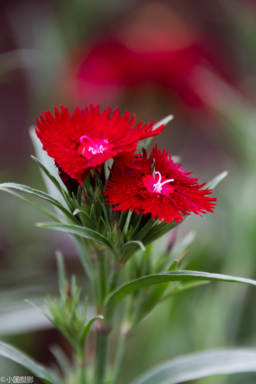 母亲节适合的花推荐,适合母亲节的好看的花