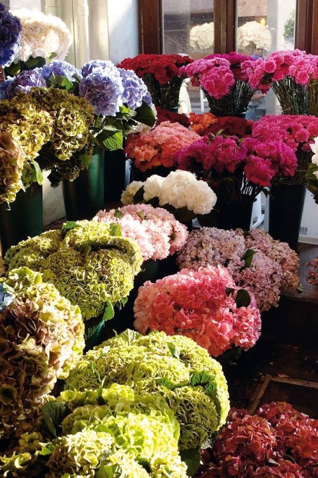 何其幸运开一家属于自己的花店,开了一家属于自己的花店