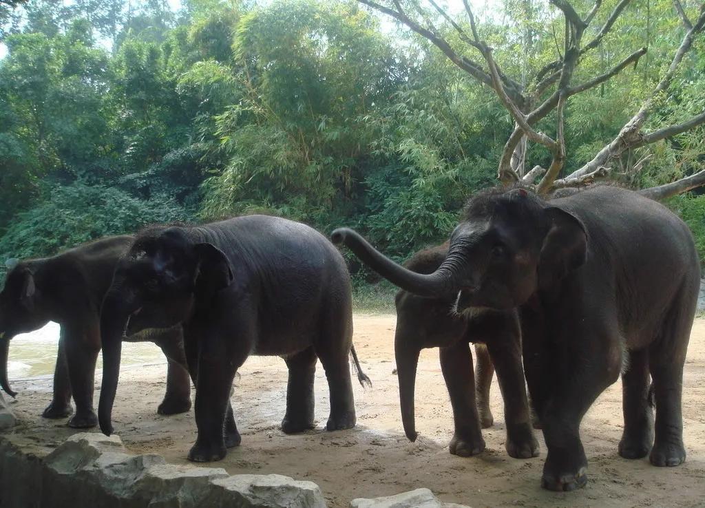 15头亚洲象已抵昆明,15头亚洲象北上昆明