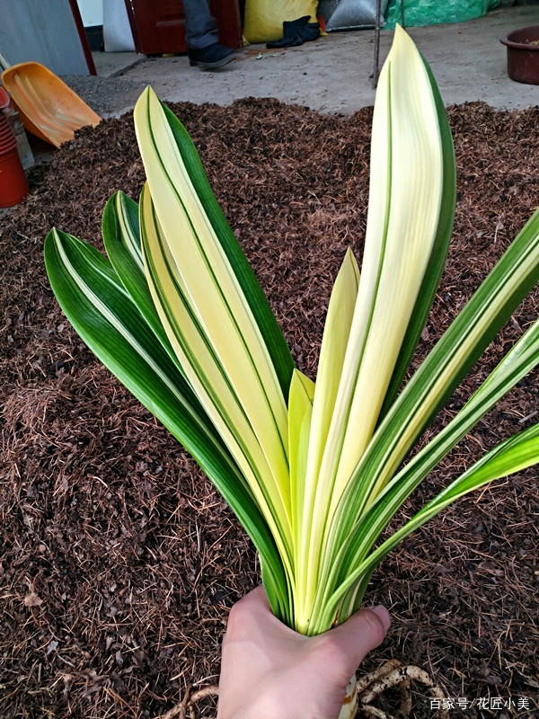 养君子兰掌握几个小技巧,大基座的君子兰是跟品种有关系吗