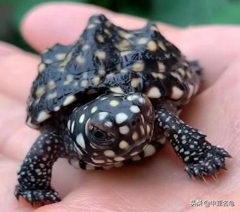 新手养水龟最好养什么龟,新手养半水龟哪个品种好