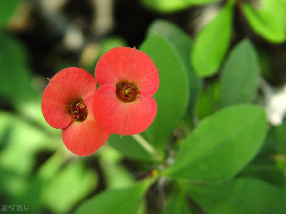 去花市买花千万别买这4种花,秋季花市卖得好的5种花