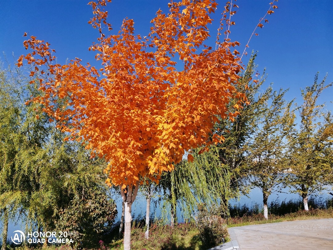 华为mate20对比光荣v20液冷散热,光荣magic2和v20和20pro哪个值得买