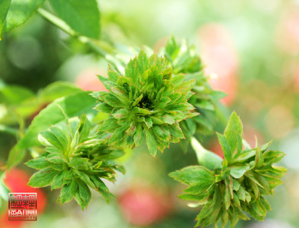 绿色花苞的花是什么花,常见的绿花