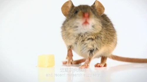 老鼠爱吃奶酪是真的吗,老鼠真的吃奶酪吗