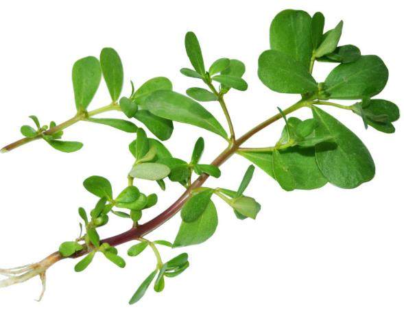 了解野菜马齿苋,野菜马齿苋有很多的功效你知道吗