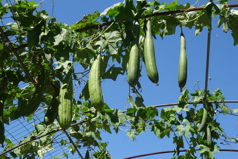 葫芦科蔬菜特点图,葫芦类蔬菜有哪些
