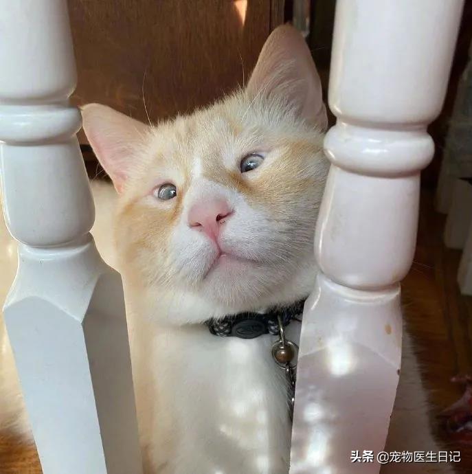 盘点猫咪中最可爱的,这些猫咪小时候多可爱长大有多帅